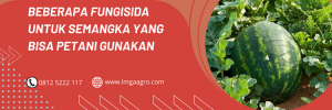 Fungisida untuk semangka, budidaya semangka, daun semangka, tanaman semangka, bibit semangka, LMGA AGRO