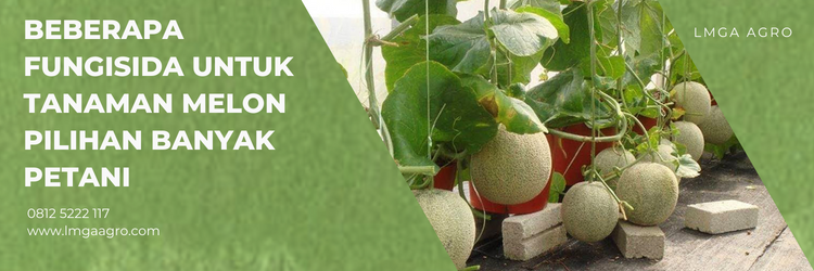Budidaya melon, fungisida untuk tanaman melon, cara menanam melon, tumbuhan melon, menanam melon, lmga agro