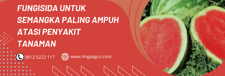 Fungisida untuk semangka, budidaya semangka, daun semangka, tanaman semangka, bibit semangka, LMGA AGRO
