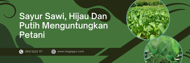 Cara menanam sawi, tanam sawi, pupuk daun untuk sawi, jenis pupuk daun, budidaya sawi, LMGA AGRO