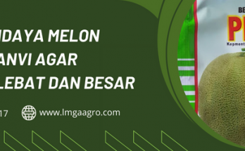 Budidaya melon, bibit melon pertiwi, tanam melon, cara tanam melon, tumbuhan melon, LMGA AGRO