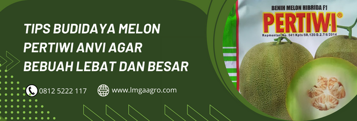 Budidaya melon, bibit melon pertiwi, tanam melon, cara tanam melon, tumbuhan melon, LMGA AGRO