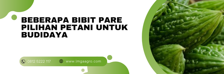 Bibit pare yang bagus, budidaya pare, tanam pare, cara menanam pare, jarak tanam pare, lmga agro