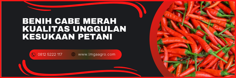 Budidaya cabe merah, cara mananam cabe, budidaya cabe, cara merawat cabe merah, tanaman cabai, lmga agro