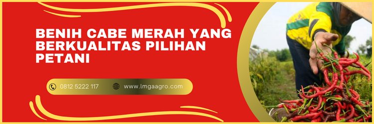 Jual Benih Cabe Merah Yang Berkualitas Harga Murah | LMGA AGRO Budidaya cabe merah, cara mananam cabe, budidaya cabe, berapa lama panen cabe merah, tanaman cabai, lmga agro