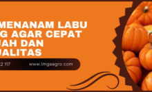 cara menanam labu, menanam labu, cara menanam labu kuning agar cepar berbuah, budidaya labu, bibit labu kuning, Lmga Agro