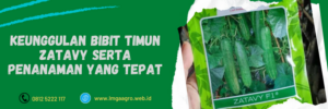 bibit timun zatavy, harga bibit timun zatavy, budidaya timun zatavy, benih timun zatavy, benih timun cap panah merah