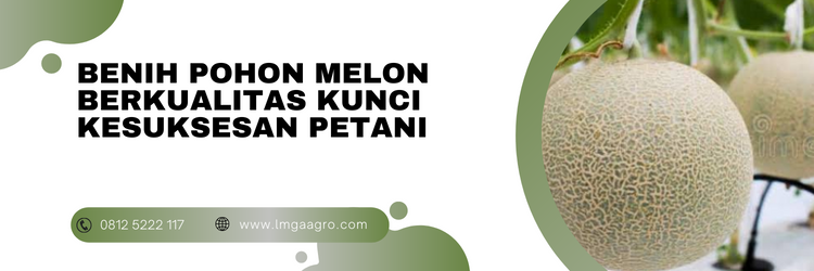 pohon melon batu tumbuh, menanam melon, budidaya melon, cara menanam melon, tanam melon, lmga agro