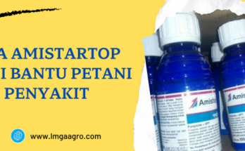 bahan aktif fungisida amistartop, amistartop untuk padi, manfaat amistartop untuk padi, waktu aplikasi amistartop untuk padi, dosis amistartop untuk padi, kegunaan fungisida amistartop