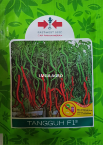 cabe tangguh,benih cabe tangguh, produk cabe tangguh, bibit cabe tangguh, cabe merah tangguh, cabe keriting tangguh, harga benih tangguh, harga bibit tangguh, cabe tangguh murah, cabe keriting, cabe keriting merah, harga cabe keriting hari ini, produk, produk baru, panah merah, pt east west seed, pt east west seed indonesia, pt east west, lmga agro