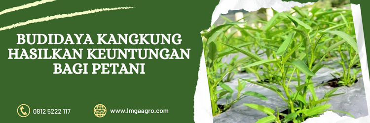 Cara menanam kangkung, kangkung hidroponik, bibit kangkung, budidaya kangkung, proses pertumbuhan kangkung, Lmga Agro