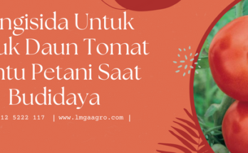 Tanam tomat, budidaya tomat, fungisida untuk busuk daun tomat, penyakit tomat, penyakit pada tomat, lmga agro