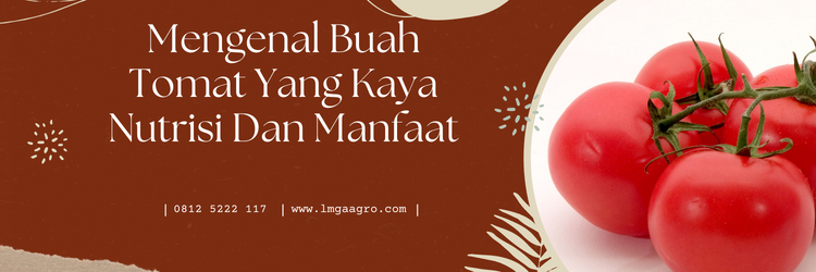 Jual Benih Terbagus Unggulan Harga Murah | LMGA AGRO Budidaya tomat, cara menanam tomat, fase pertumbuhan tanaman tomat, tanam tomat, tanaman tomat, LMGA AGRO