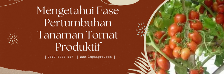 Budidaya tomat, cara menanam tomat, fase pertumbuhan tanaman tomat, tanam tomat, tanaman tomat, LMGA AGRO