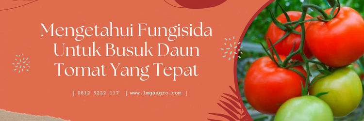 Tanam tomat, budidaya tomat, fungisida untuk busuk daun tomat, penyakit tomat, penyakit pada tomat, lmga agro