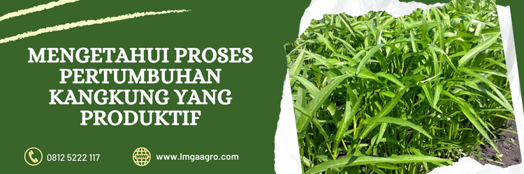 Cara menanam kangkung, kangkung hidroponik, bibit kangkung, budidaya kangkung, proses pertumbuhan kangkung, Lmga Agro