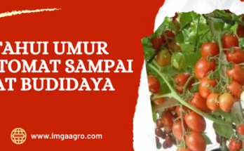 Manfaat tomat, budidaya tanaman tomat,umur tanaman tomat sampai mati, sayur tomat, tomat sayur, Lmga Agro