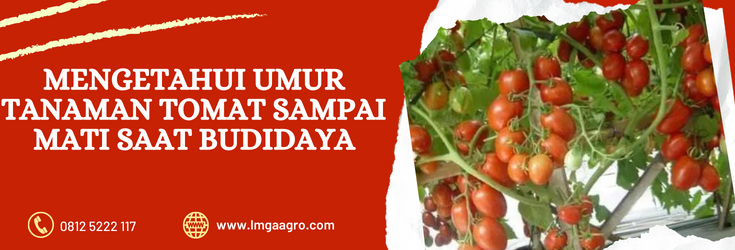 Manfaat tomat, budidaya tanaman tomat,umur tanaman tomat sampai mati, sayur tomat, tomat sayur, Lmga Agro