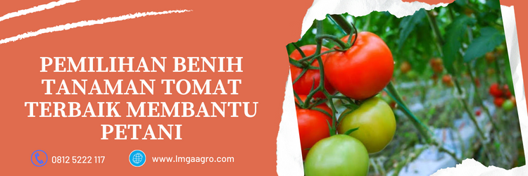 Budidaya tomat, pohon tomat, klasifikasi tomat, tanaman tomat umur 1 minggu, masa panen tomat, lmga agro