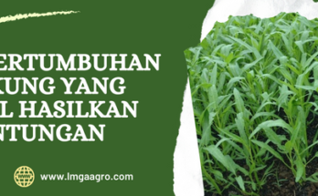 Cara menanam kangkung, kangkung hidroponik, bibit kangkung, budidaya kangkung, proses pertumbuhan kangkung, Lmga Agro