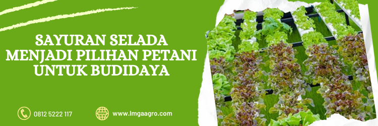 selada hidroponik, cara menanam selada, cara menanam bibit selada, tanam selada, bibit selada, lmga agro