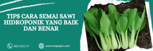 Sawi, sawi hijau, sayur sawi, tanaman sawi, tanam sawi