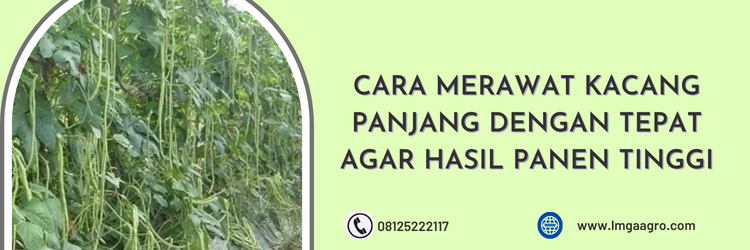 Jual Bibit Kacang Panjang Pertiwi Kualitas Terbaik Harga Murah | LMGA AGRO budidaya tanaman kacang panjang, panen kacang panjang, benih kacang panjang pertiwi, cara budidaya kacang panjang, budidaya kacang panjang secara organik, teknik budidaya kacang panjang