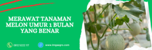 umur panen melon, jarak tanaman melon, tanaman melon masih kecil, melon umur 1 bulan, pohon melon baru tumbuh