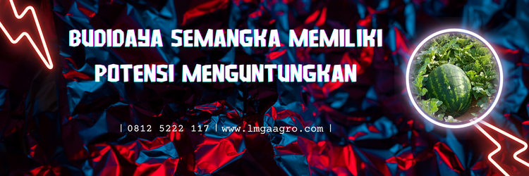 Jenis jenis semangka, pohon semangka kuning, pohon semangka inul, cara membuat buah semangka besar, semangka umur 2 minggu, Lmga Agro