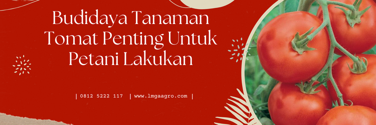 Budidaya tomat, cara menanam tomat, masa pertumbuhan tanaman tomat, tanam tomat, tanaman tomat, LMGA AGRO