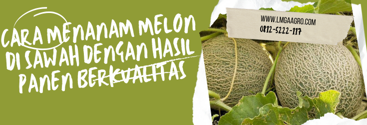 Budidaya melon, cara menanam melon di sawah, tumbuhan melon, tanaman buah melon, tamam melon, LMGA AGRO