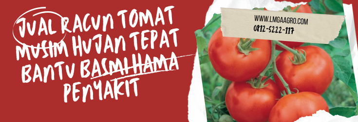 Budidaya tomat, racun tomat musim hujan, pohon tomat, insektisida, cara menanam tomat, LMGA AGRO