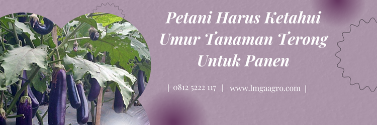 Pohon terong, cara menanam terong, budidaya terong ungu, umur tanaman terong, harga benih terong, LMGA AGRO