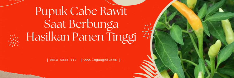 Budidaya cabe, budidaya cabai, pupuk cabe rawit saat berbunga, pertanian cabe, lmga agro