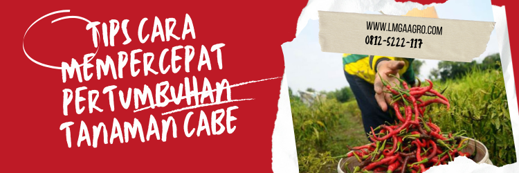 cara mempercepat pertumbuhan tanaman cabe, tanam cabai, harga cabe, bibit cabe, tanaman cabai, bibit unggul, lmga agro