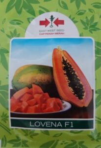harga bibit pepaya california cap panah merah, benih pepaya california, bibit pepaya california, pepaya california lovena, pepaya lovena, bibit pepaya california panah merah, lovena f1, panah merah, cap panah merah, benih pepaya lovena murah, belanja tani