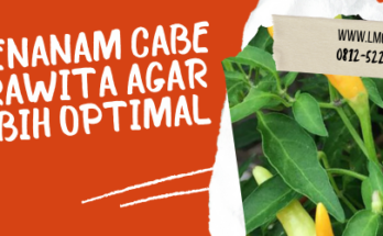 jarak menanam cabe rawit, tanam cabai, harga cabe, bibit cabe, tanaman cabai, bibit unggul, lmga agro