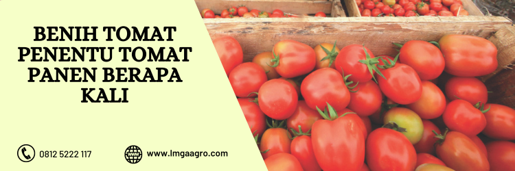 Sayur tomat, sayuran buah, tomat panen berapa kali, manfaat tomat, kandungan tomat, lmga agro