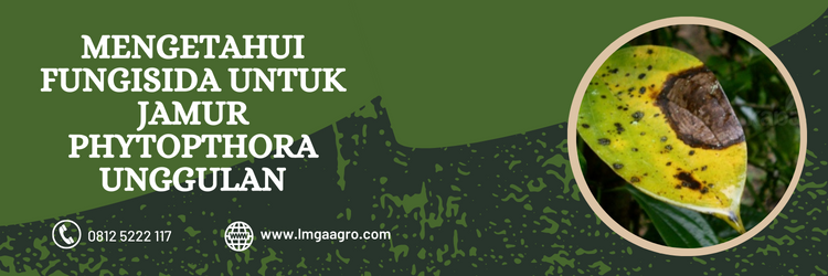 Fungisida untuk jamur phytophthora, budidaya tanaman, tanaman pangan,jamur, benih, LMGA AGRO