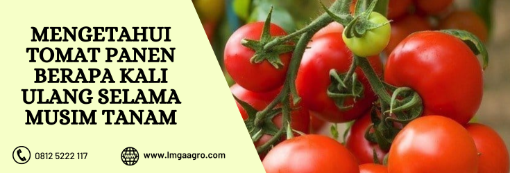 Sayur tomat, sayuran buah, tomat panen berapa kali, manfaat tomat, kandungan tomat, lmga agro