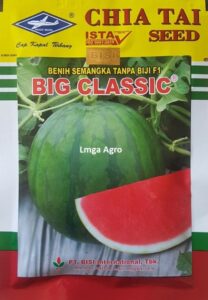 semangka, semangka tanpa biji, buah besar, daging merah, semangka non biji, harga murah, buah bulat, semangka tanpa biji big classic, benih semangka non biji, semangka big classic, big classic, big classic f1, cap kapal terbang, kapal terbang, pt bisi international tbk, chia tai seed,bisi, jual benih semangka, bibit semangka, benih semangka, lmga agro, buah semangka, toko pertanian, toko pertanian terdekat