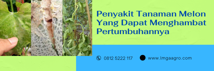 fungisida musim hujan, fungisida yang bagus saat musim hujan, fungisida tahan hujan, tanaman melon umur 1 bulan, daun melon kecil