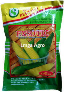 Benih Jagung Manis, Jagung Manis Exsotic F1, Jagung Manis Exsotic, Jagung Manis Exsotic Murah, Benih Jagung Pertiwi, Bibit Jagung Pertiwi, Bibit Jagung Manis, Benih Pertiwi, Pertiwi, Jual Benih Jagung Manis, Toko Pertanian, Toko Pertanian Terdekat, Toko Tani, Lmga Agro