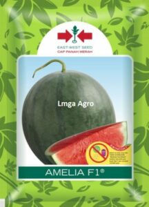 Semangka Non Biji, Semangka Tanpa Biji, Semangka, Benih Semangka, Bibit Semangka, Amelia, Amelia F1, Semangka Amelia F1, Jual Benih Semangka Amelia, Panah Merah, East West Seed, PT East West Seed Indonesia, Lmga Agro, Toko Pertanian, Toko Pertanian Terdekat