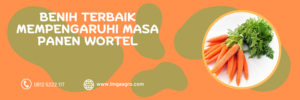 masa panen wortel, cara budidaya wortel, cara menanam wortel, panen wortel, khasiat wortel, LMGA AGRO