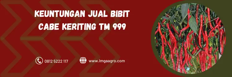 Cabai hibrida, budidaya cabe, jenis cabai hibrida, bibit cabe, menanam cabai, LMGA AGRO