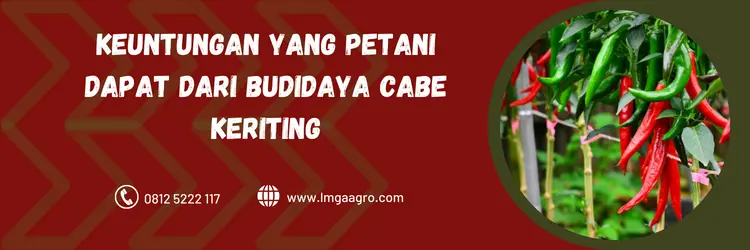 Cabai hibrida, budidaya cabe, jenis cabai hibrida, bibit cabe, menanam cabai, LMGA AGRO