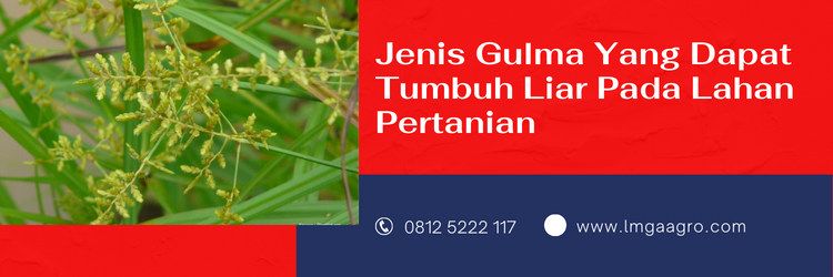 calaris herbisida, herbisida untuk jagung, dosis calaris per tangki, calaris jagung, herbisida selektif untuk jagung