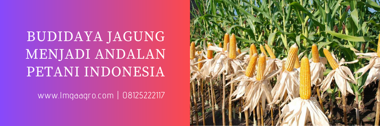 jagung pertiwi 6, benih jagung pertiwi 6, keunggulan jagung pertiwi 6, harga bibit jagung pertiwi 6, harga benih jagung pertiwi 6