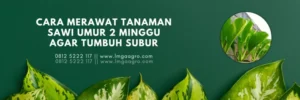 Budidaya sawi, cara tanam sawi, cara menanam sawi, sawi umur 2 minggu, panen sawi, Lmga Agro